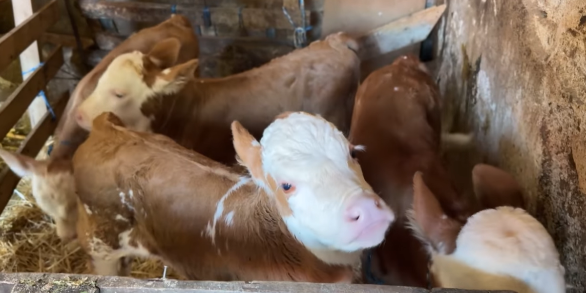 Sanela, Kasandra, Boki i Deki 