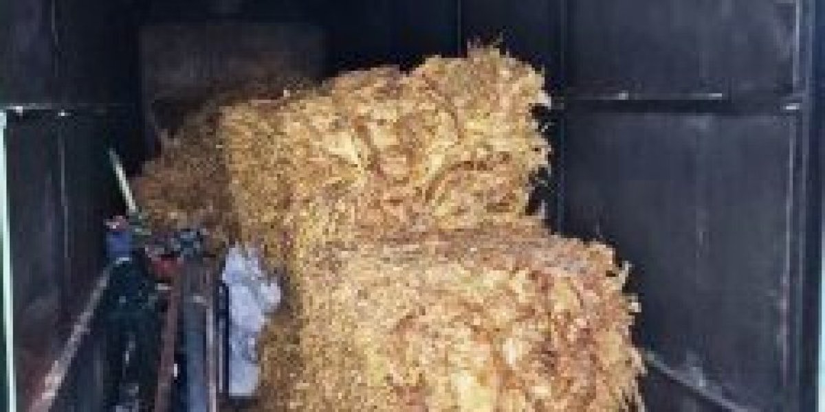 Zaplena duvana u Pančevu