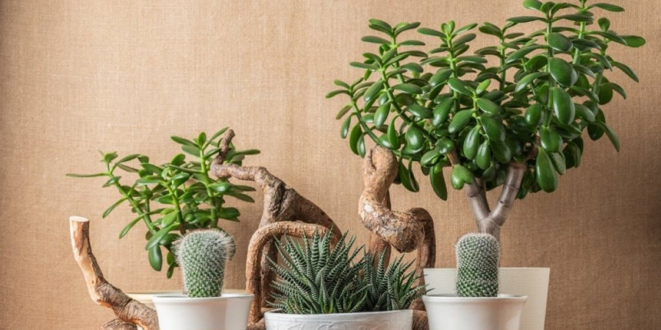 Biljka koja privlači bedu i siromaštvo: Srbi je obožavaju, a ne znaju koliko je opasna