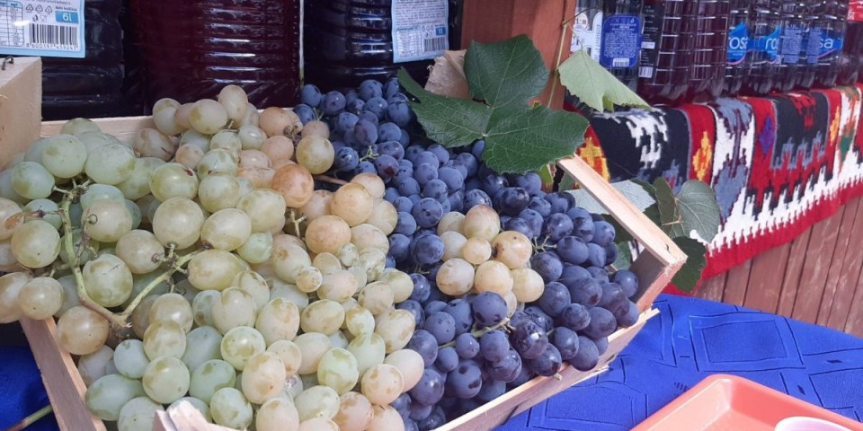 Kilo grožđa samo 200 dinara: Svi pohrlili u srpsku Toskanu samo zbog jedne stvari (FOTO)