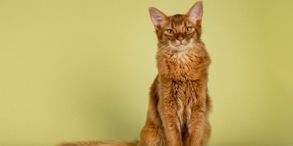 Mačka koja ne mjauče: Graciozna, pametna i nežna – somalijska lepotica osvaja svet (FOTO)