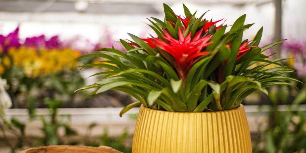 Guzmanija je najlepša sobna biljka: Egzotičan cvet se lako neguje, a ulepšava dom (FOTO)