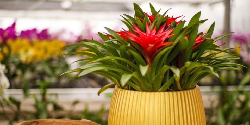 Guzmanija je najlepša sobna biljka: Egzotičan cvet se lako neguje, a ulepšava dom (FOTO)