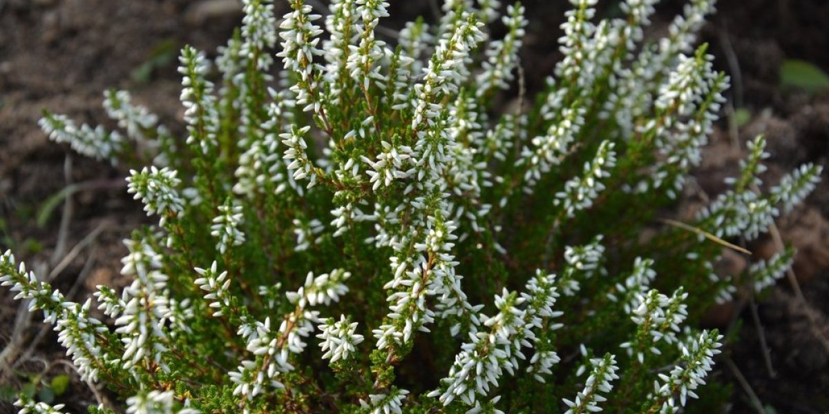 Ovaj čaj svi imamo u kući, a niko neće da ga pije: Bomba je za zdravlje - štiti od gripa i čuva srce