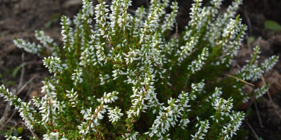 Ovaj čaj svi imamo u kući, a niko neće da ga pije: Bomba je za zdravlje - štiti od gripa i čuva srce