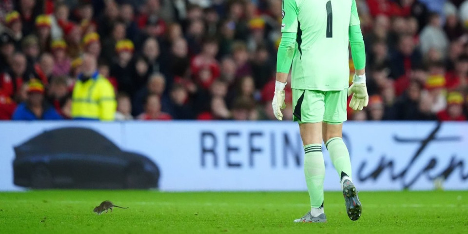 Pacov zvani Raca, kobasice voli, ukusne su, fine, ko će da odoli - šou u Kardifu, jurnjava za glodarom (VIDEO)