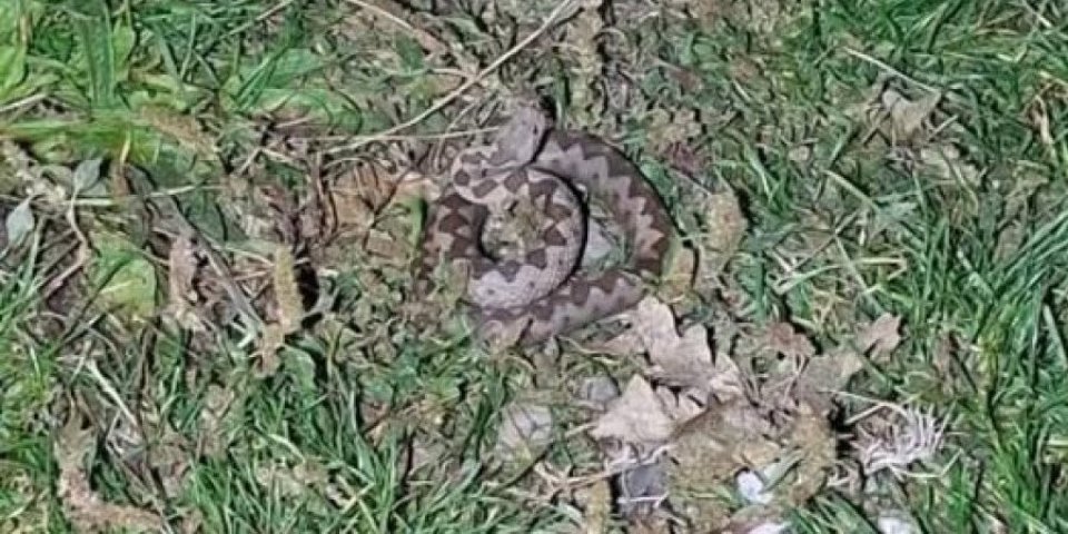 Zašto se zmije pojavljuju u kasnu jesen: Ovako se tumači u narodu