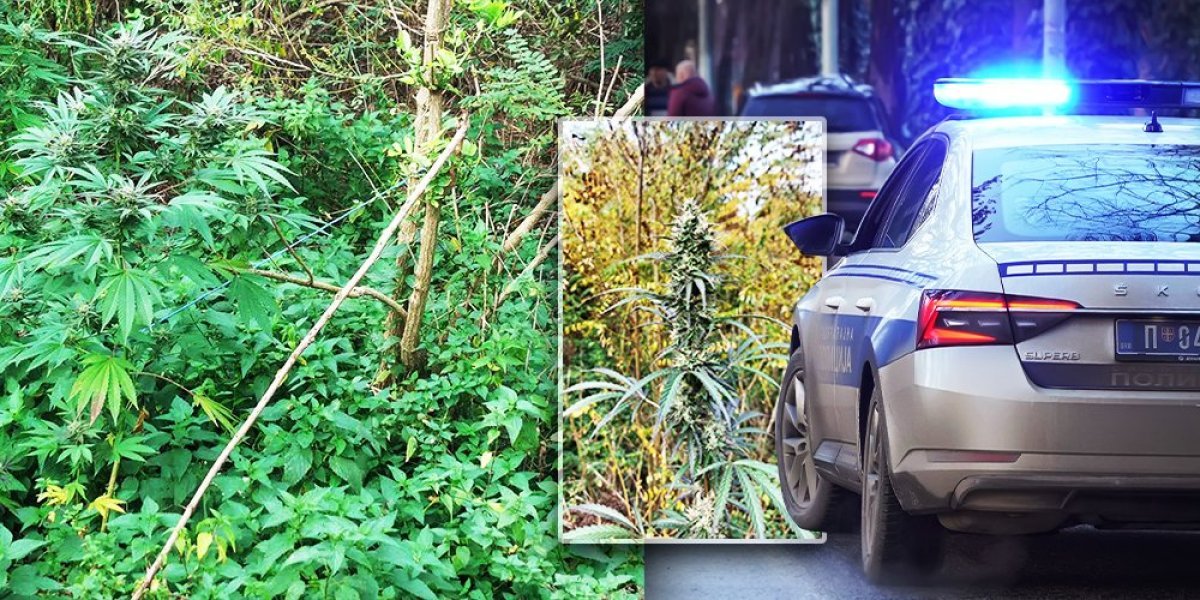 Bio dva meseca u bekstvu, pa dolijao: Uhapšen odbegli diler iz Barajeva