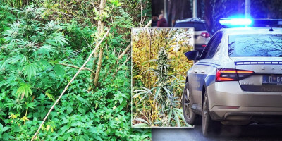 Policija u Kruševcu, u saradnji sa Višim javnim tužilaštvom u ovom gradu, uhapsila je G.I. (60) i N.I. (34) iz okoline Kruševca, zbog postojanja osnova sumnje da su izvršili krivično delo neovlašćena proizvodnja i stavljanje u promet opojnih droga.