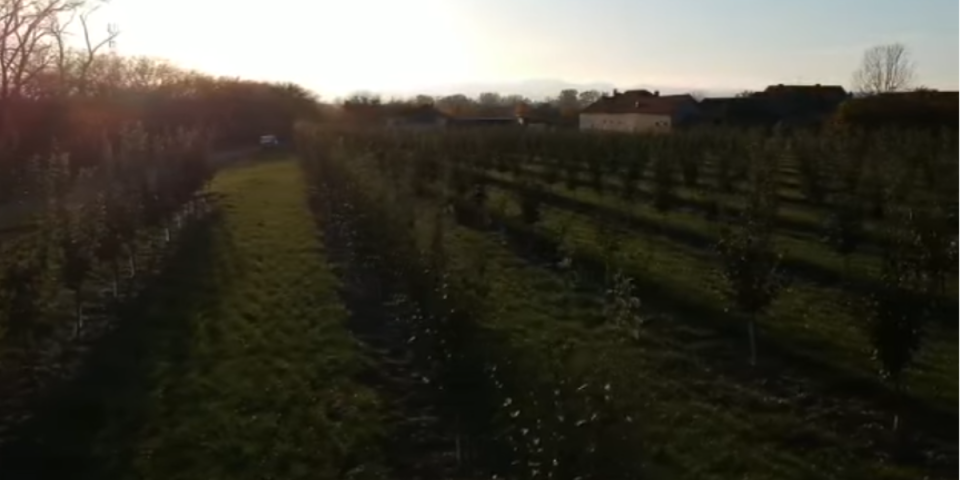 Tiosav otkriva trik za rod šljiva: Dovoljno je da sada ovo uradite u voćnjaku (FOTO)