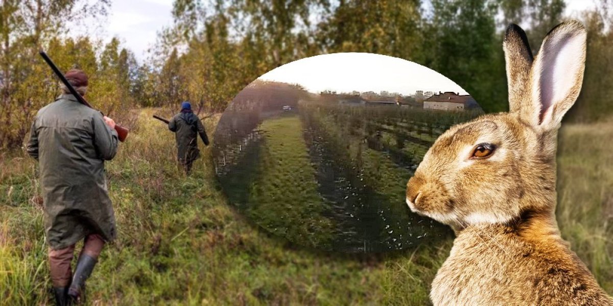 Bizarno: Zečevi završili na sudu, evo koliku odštetu je dobio voćar
