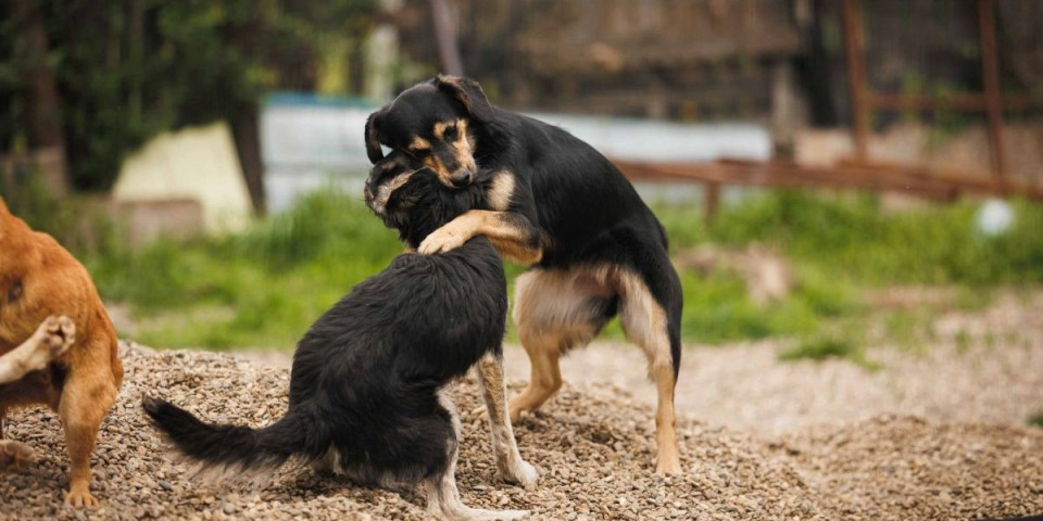 Horor kod Aleksinca! Dečak tražio psa, pa otkrio bunar pun leševa - selo u panici zbog vode