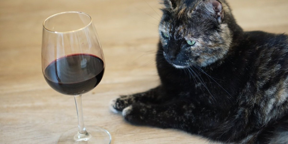 Na tržištu se pojavilo vino za mačke - Utiče im na raspoloženje