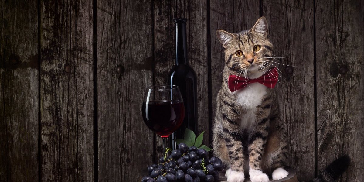 Snimak zapalio internet: Nećete verovati šta sve mačke mogu - ljudi gledaju i ne veruju (VIDEO)