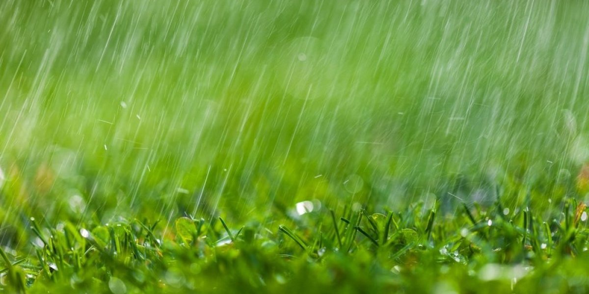 Kiša nije izgovor: Poslovi u bašti koji najbolje uspevaju po vlažnom vremenu