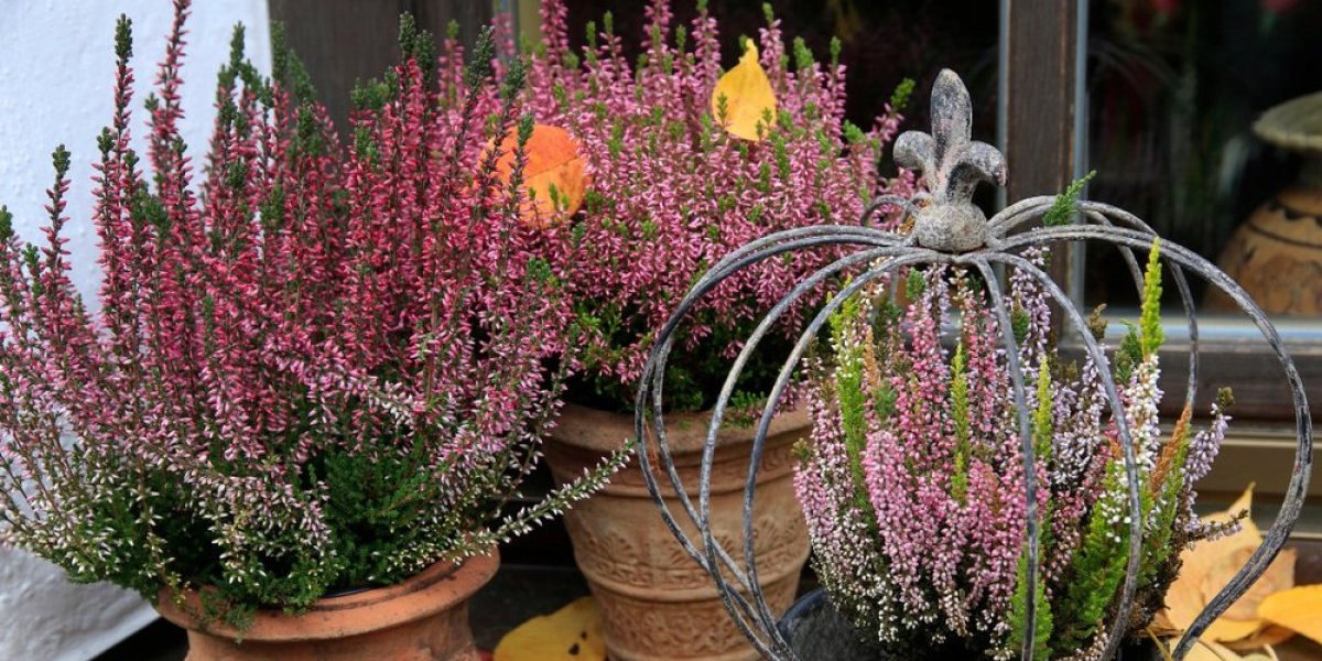 Biljka koja cveta i tokom hladnih dana: Lako se neguje - mraz joj ništa ne može (FOTO)