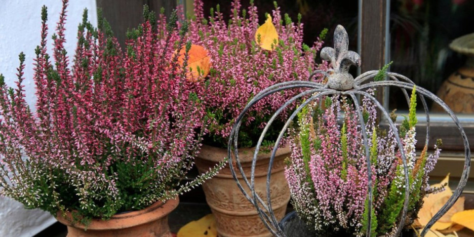 Biljka koja cveta i tokom hladnih dana: Lako se neguje - mraz joj ništa ne može (FOTO)