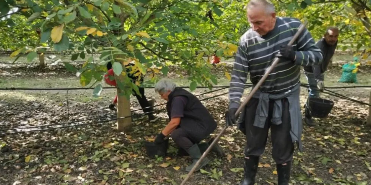 Ova voćka vrednija od zlata: Zlatar iz Banata to ne krije