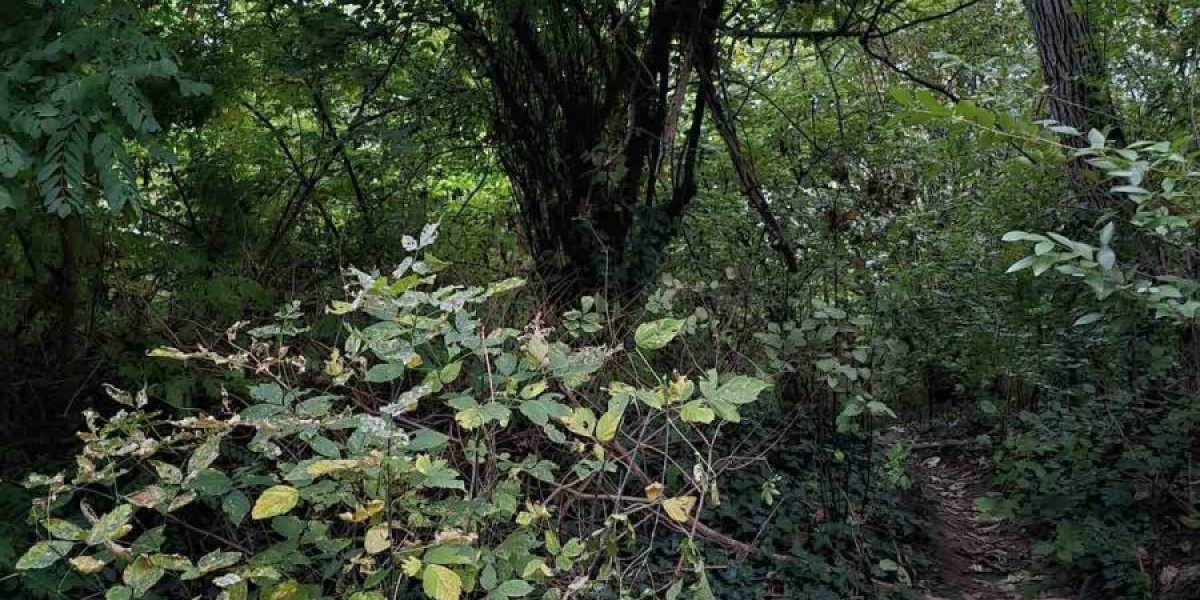 Šuma u kojoj je nađeno telo