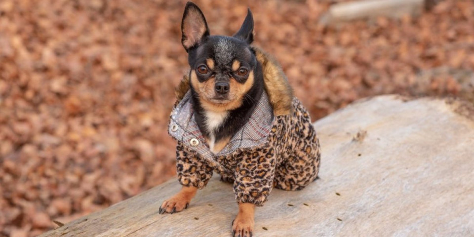 3 rase pasa koje se najmanje linjaju: Savršen izbor za ljubimce ako ne podnosite dlake po kući (FOTO)