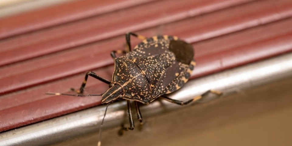 Smrdibube crkavaju u trenu: Ubacite ovaj čudesni prah u vodu i rešićete se napasti