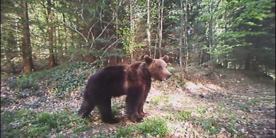 Ne košta mnogo, a diže adrenalin: Stranci idu na Taru zbog ovoga