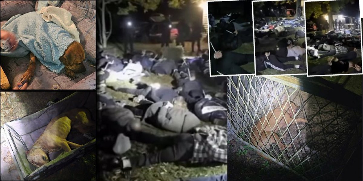 Ubijeni, krvavi i povređeni... Masovno hapšenje zbog borbi pasa, policija zatekla jezive scene (VIDEO)