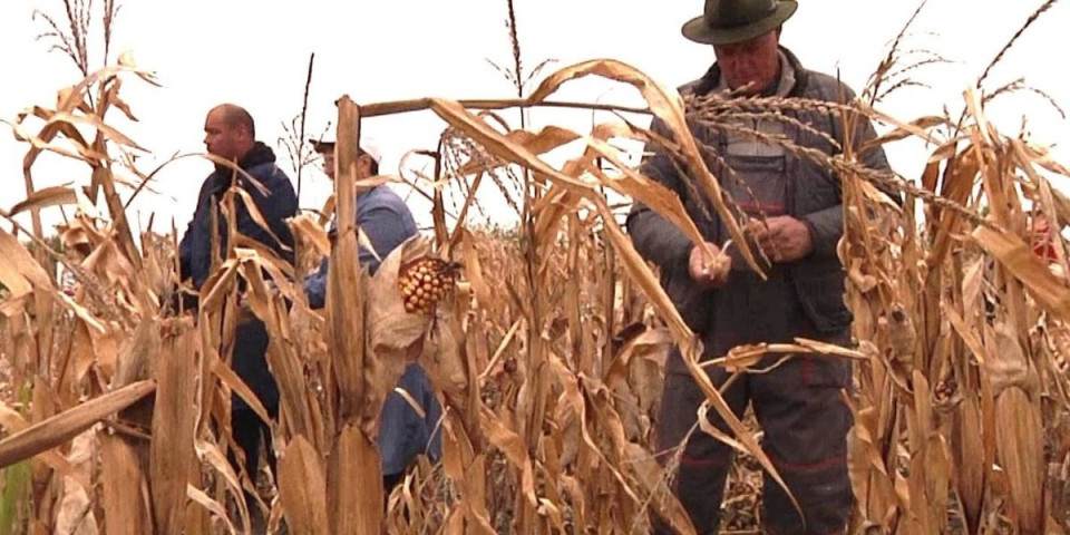 Ovo se danas retko gde može videti: Radi se rukom, a bolje od mašine