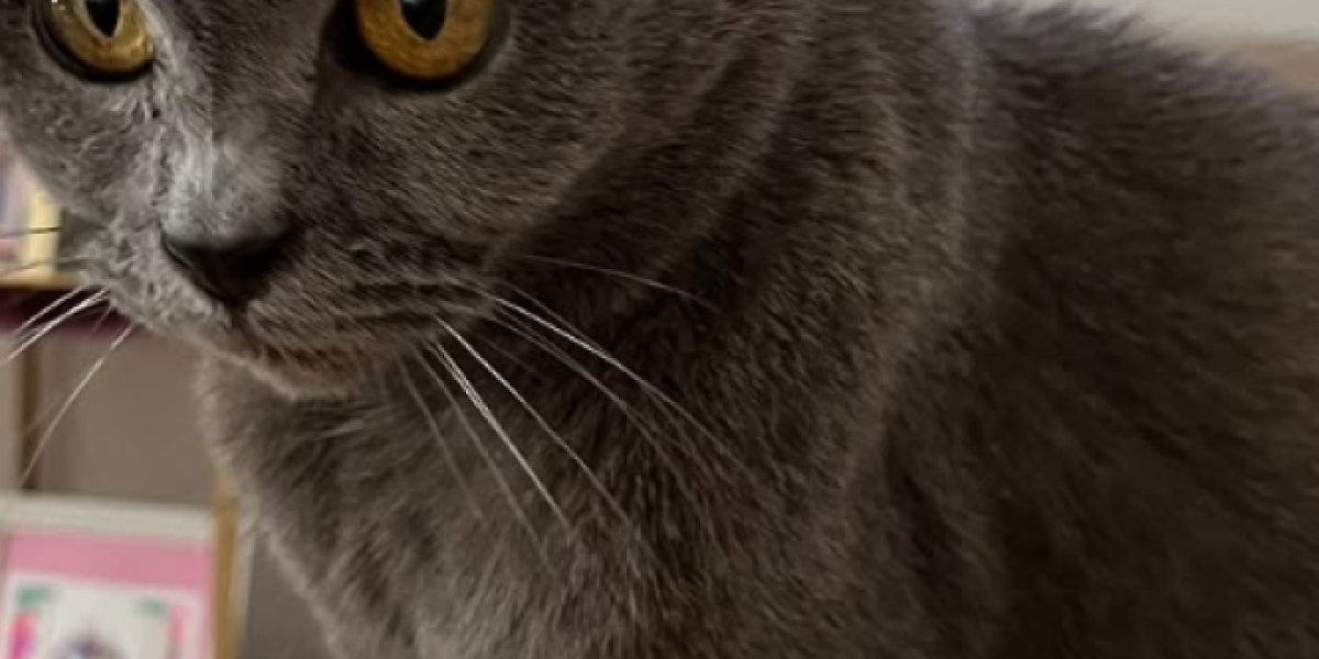 Mačka Slavice Ćukteraš