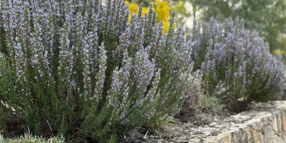 Biljka dugovečnosti i snage: Prirodni eliksir koji podmlađuje i umiruje bolove
