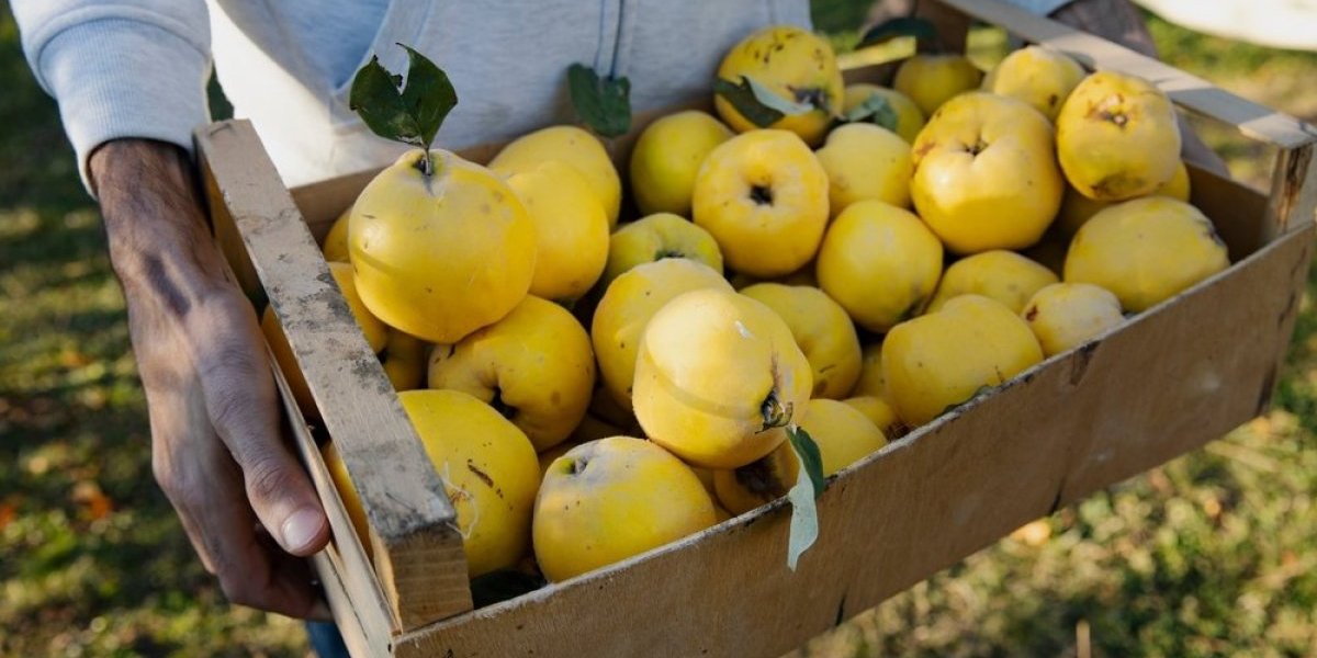 Voćka jeseni čuva telo od virusa: Evo zašto treba da jedete dunju