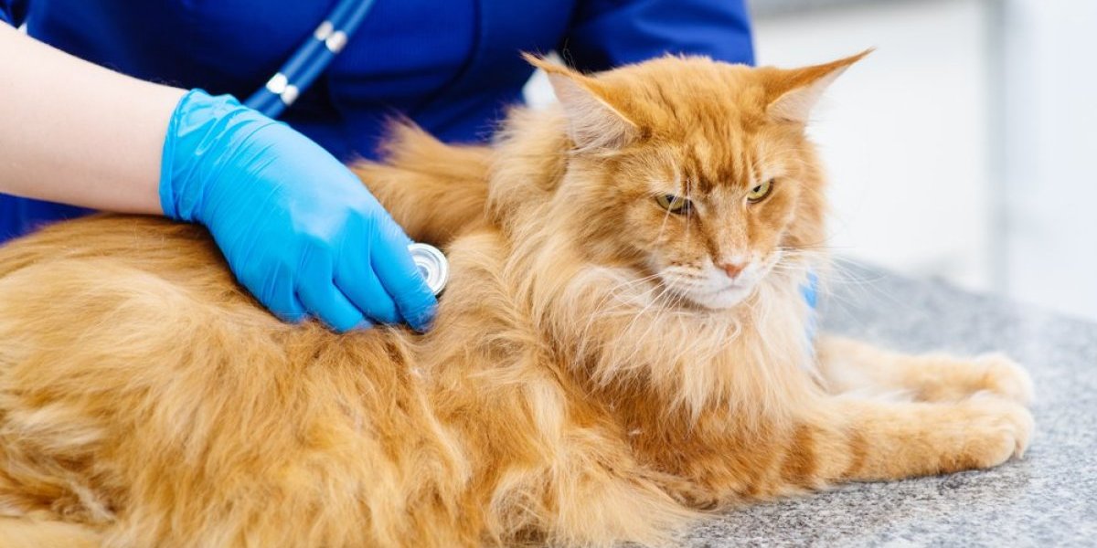 Da li vaša mačka ima groznicu? Evo kako da joj izmerite temperaturu i sprečite dehidraciju