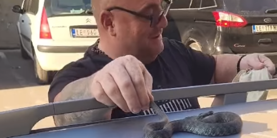 Ovo je najsmrdljivija zmija u Srbiji! Vladica je skinuo sa auta užasnutog Leskovčanina
