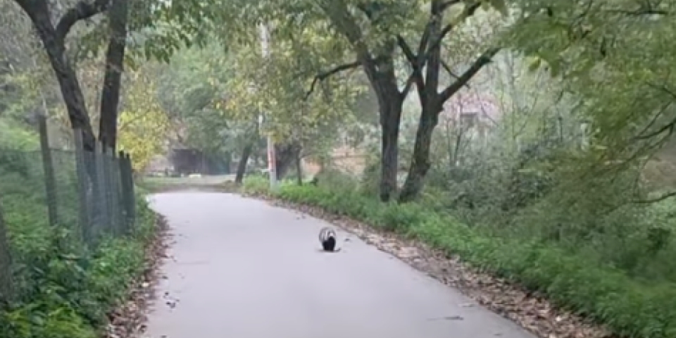 Zverka opasna za muškarce viđena u Valjevu: Evo gde su je snimili (VIDEO)