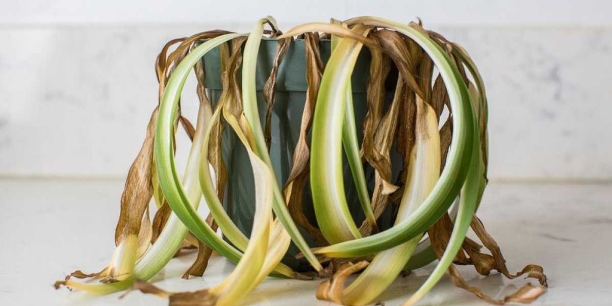 Uvela biljka će biti kao nova: Potopite koren u ovu kupku i spasićete je od bacanja