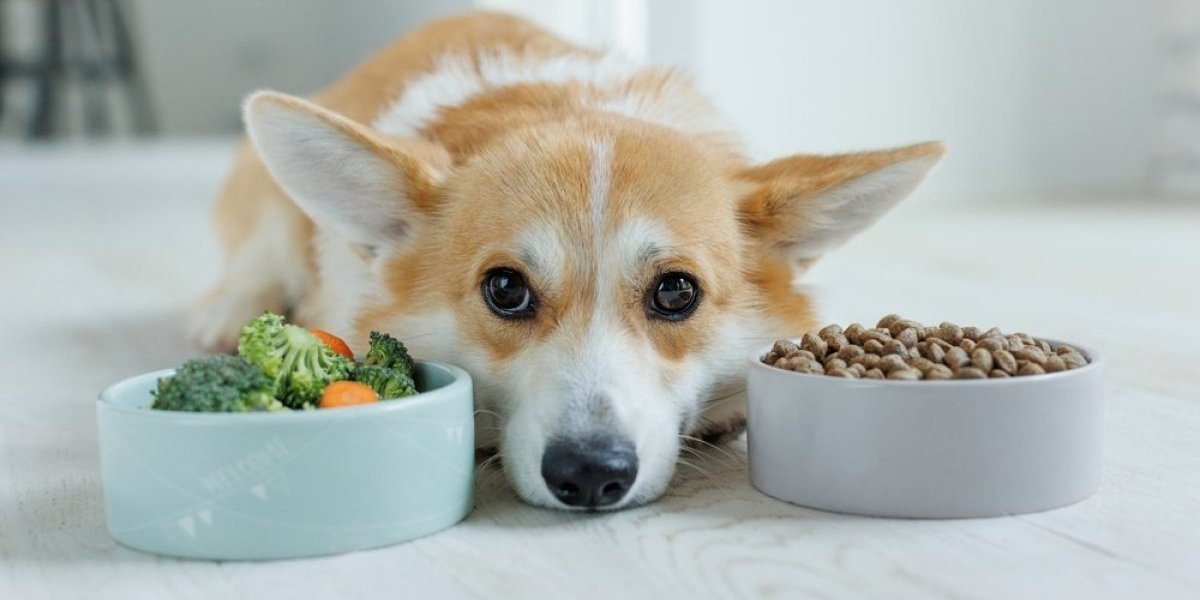 Pas neće da jede? Razlozi mogu biti ozbiljniji nego što mislite