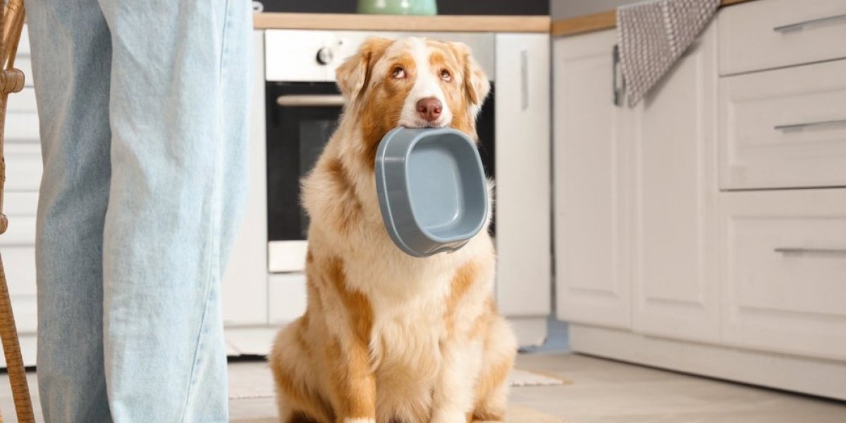 Snimak koji je nasmejao internet: Pas koji "pomaže" u kući,  ali na način koji će vas šokirati (VIDEO)