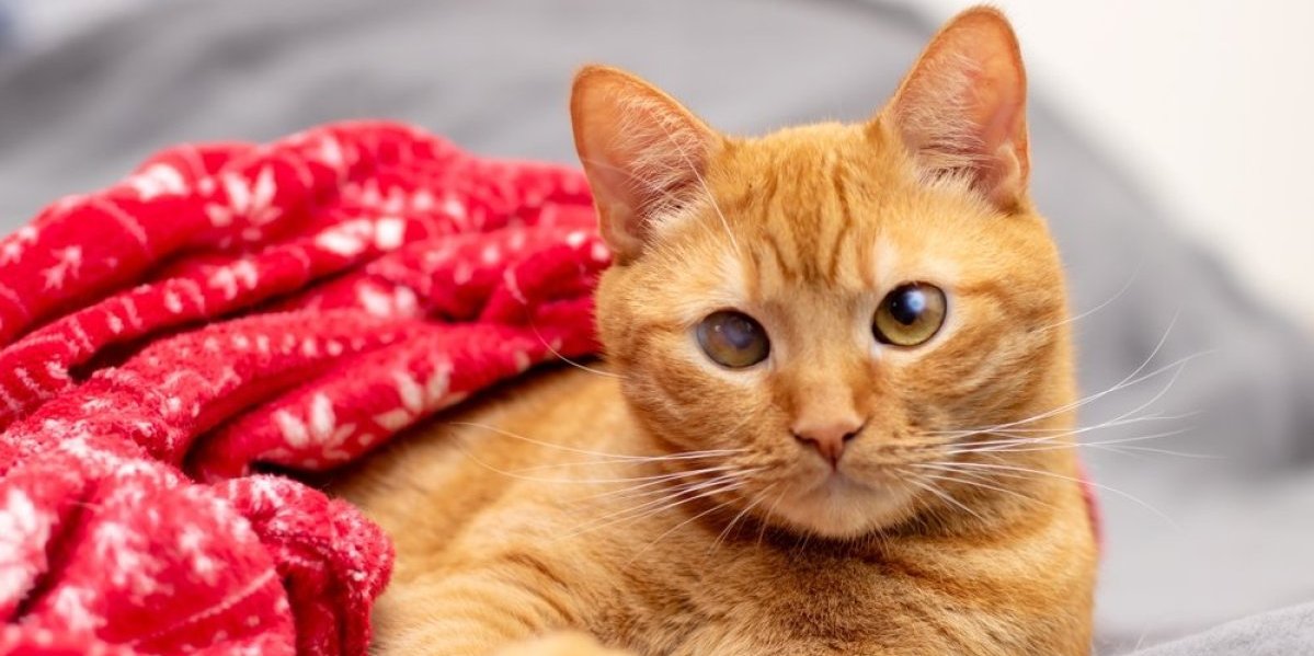 Patuljasti mačak osvojio TikTok: Emiliova reakcija na hranu topi i najtvrđa srca (VIDEO)