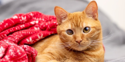 Mali patuljasti mačak Emilio, oduševio je sve svojim vrckavim hodom i uzbuđenošću na putu ka hrani.