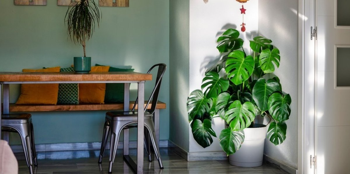 Biljka koja tera novac i sreću iz kuće: Mnogi je drže u svom domu, a ne znaju koliko je štetna