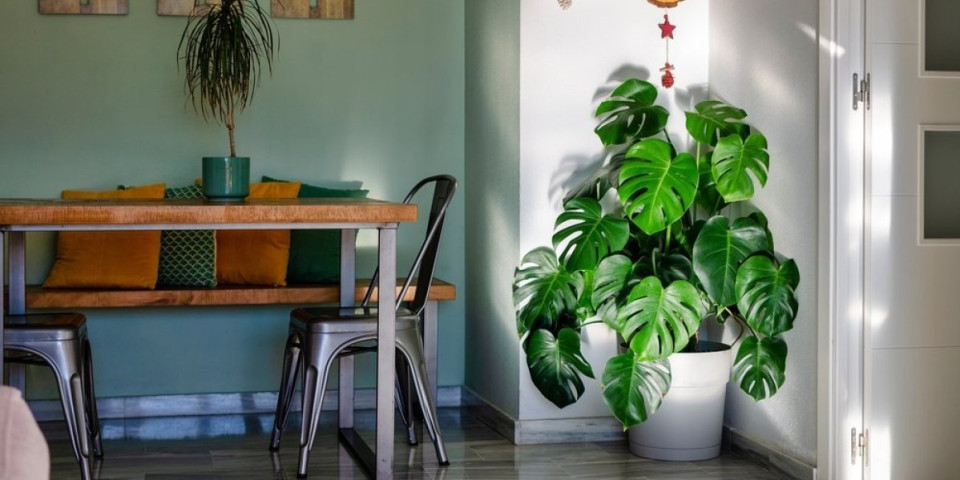 Biljka koja tera novac i sreću iz kuće: Mnogi je drže u svom domu, a ne znaju koliko je štetna