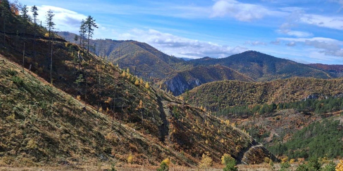 Neverovatan snimak sa srpske planine: Medved se uplašio vukova pa se dao u tutanj (VIDEO)