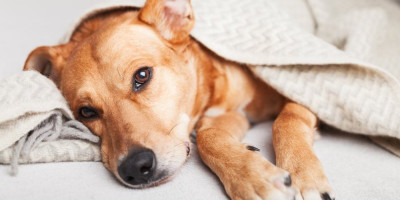 Veterinari su uputili oštro upozorenje vlasnicima pasa da budu posebno oprezni ove jeseni zbog porasta slučajeva misteriozne sezonske bolesti.