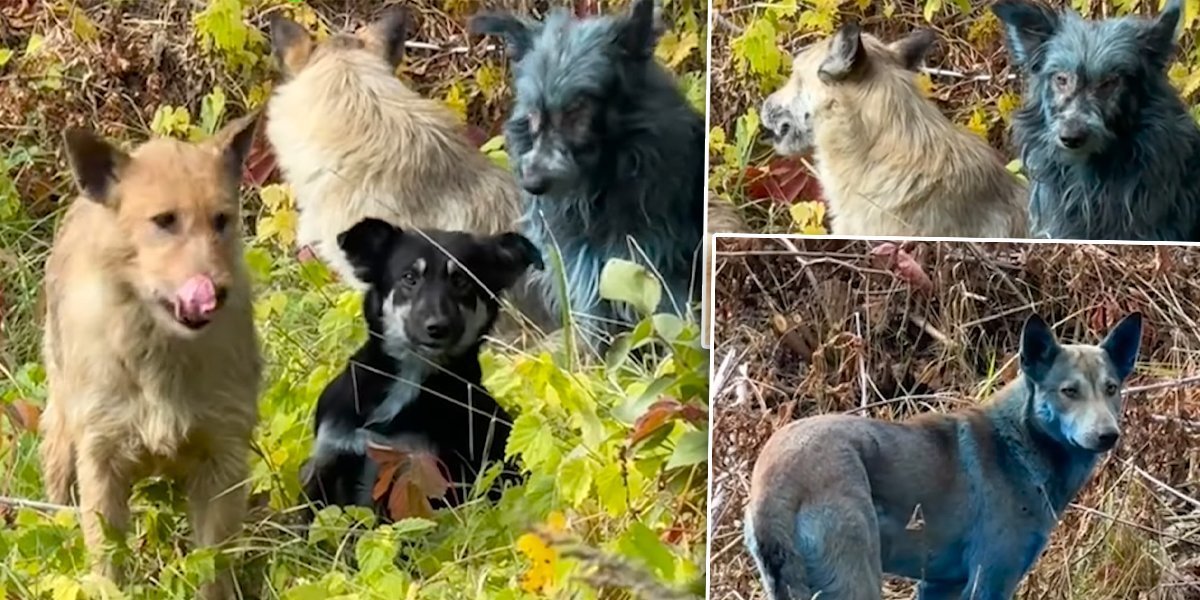 (VIDEO) Šokante slike iz radioaktivne zone uzbunile svet: Otkrivena tajna čudnih pojava oko Černobilja