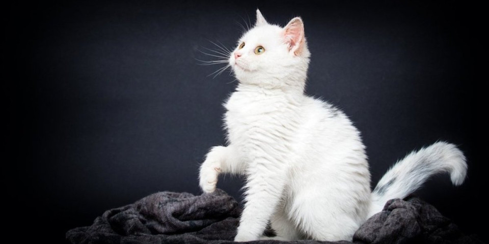 Velika međunarodna izložba mačaka u Beogradu: Defile najlepših maca sveta