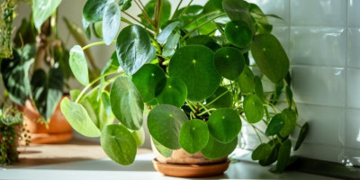 Sobne biljke su sjajan način da svom domu dodate živost, toplinu i osećaj mira. Dobra vest je da postoje biljke koje ne zahtevaju mnogo nege.