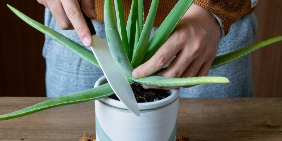 Jedna biljka koja deluje kao skalpel: Rešava ožiljke, strije i opekotine uz samo nekoliko korišćenja
