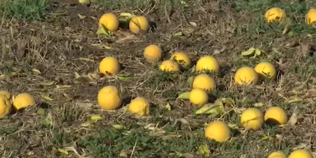 Šta je ovo rodilo: Žuti se ko dukat