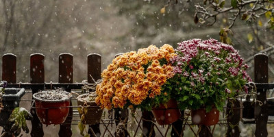 Poznati srpski baštovan Dejan Dragićević je otkrio za Informer koje terasne biljke dobro podnose mraz i hladnoću, kao i kako ih pravilno negovati.