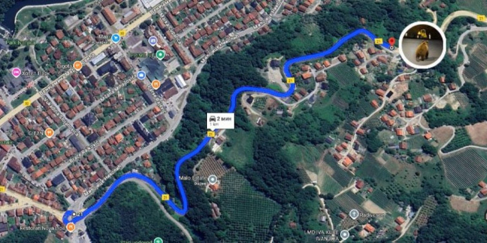 Životinje poludele: Usred Srbije medved juri kroz crveno (VIDEO)